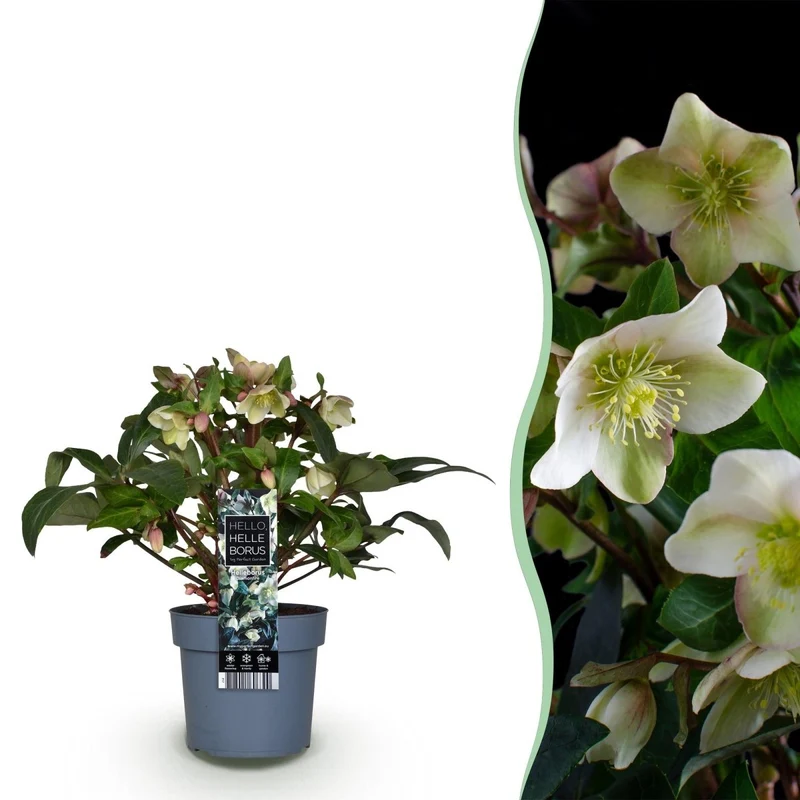 Christrosen-Hybride 'Diamonfire' kaufen – Helleborus × nigercors | weiß-grün, Ø 19 cm, Höhe 40 cm