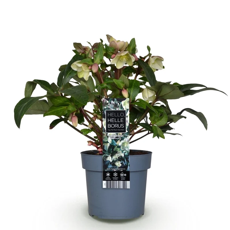 Christrosen-Hybride 'Diamonfire' kaufen – Helleborus × nigercors | weiß-grün, Ø 19 cm, Höhe 40 cm