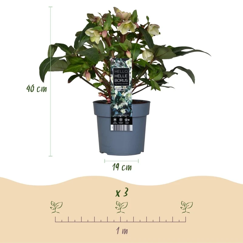Christrosen-Hybride 'Diamonfire' kaufen – Helleborus × nigercors | weiß-grün, Ø 19 cm, Höhe 40 cm