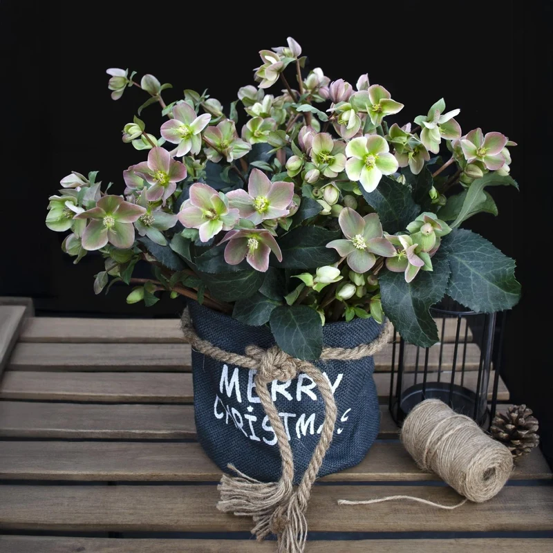 Christrosen-Hybride 'Angel Glow' kaufen – Helleborus × ericsmithii | zartrosa, Ø 19 cm, Höhe 50 cm