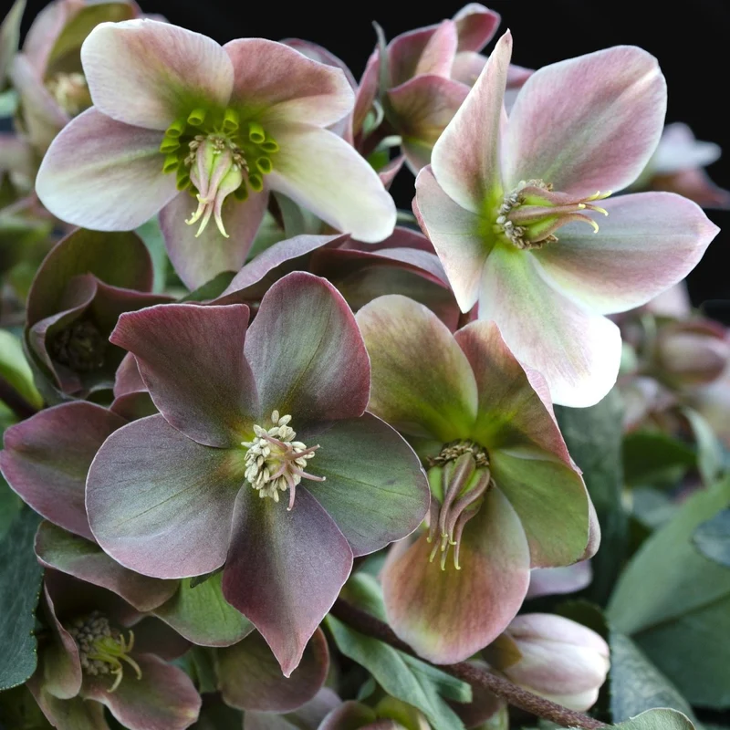 Christrosen-Hybride 'Angel Glow' kaufen – Helleborus × ericsmithii | zartrosa, Ø 19 cm, Höhe 50 cm