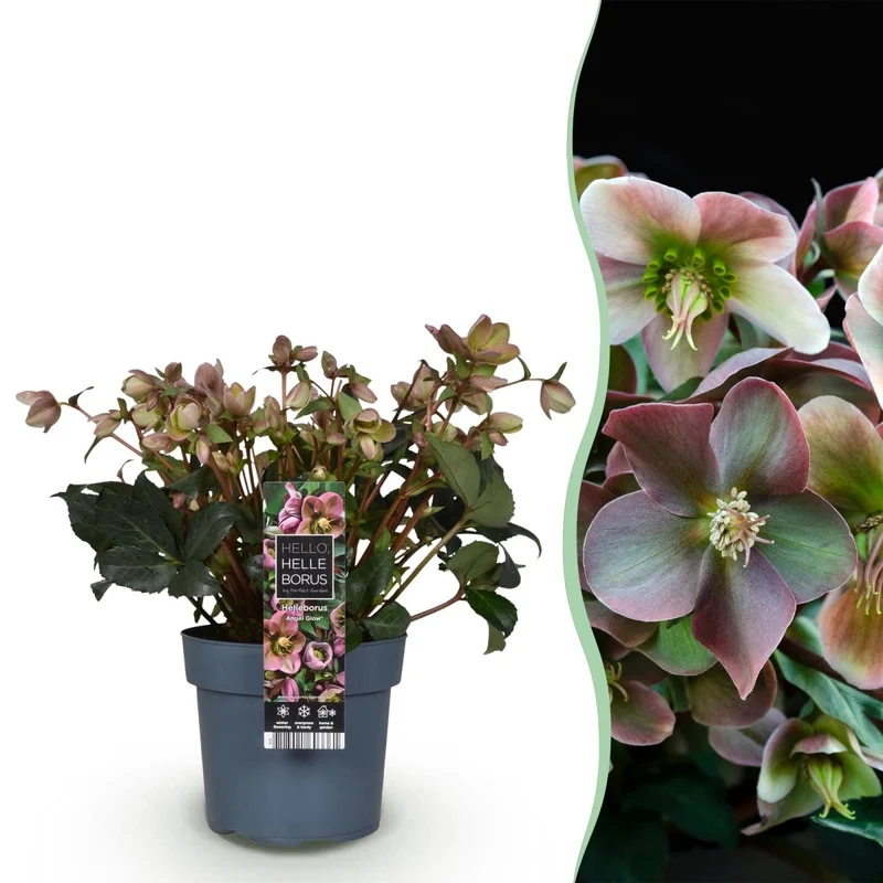 Christrosen-Hybride 'Angel Glow' kaufen – Helleborus × ericsmithii | zartrosa, Ø 19 cm, Höhe 50 cm