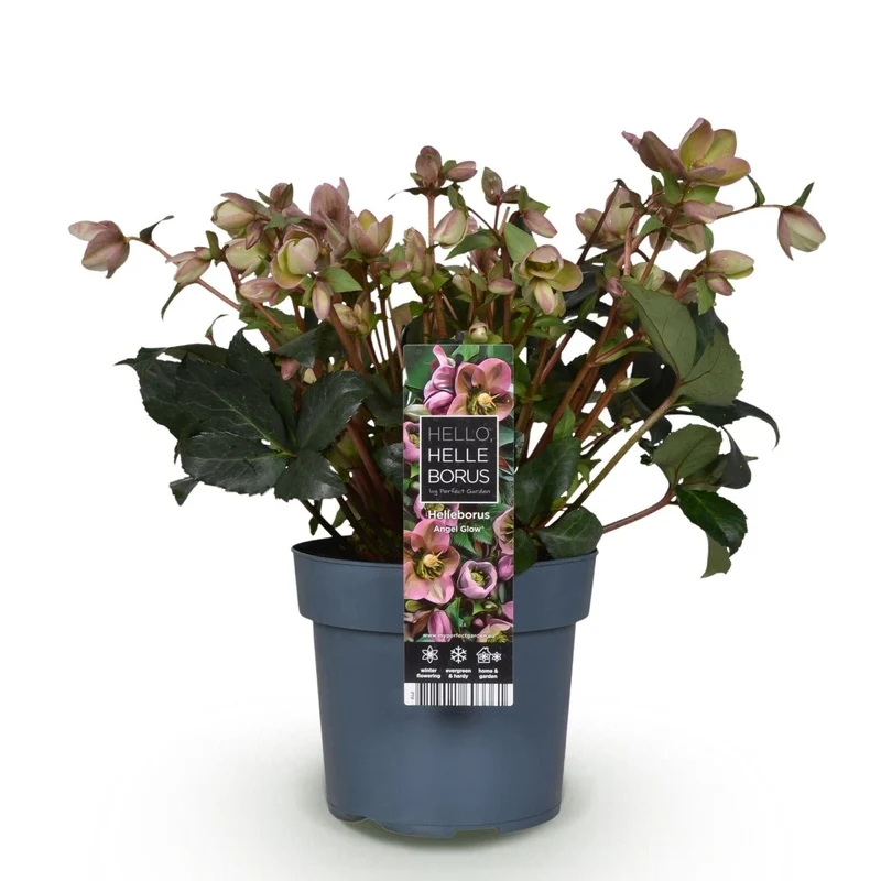 Christrosen-Hybride 'Angel Glow' kaufen – Helleborus × ericsmithii | zartrosa, Ø 19 cm, Höhe 50 cm