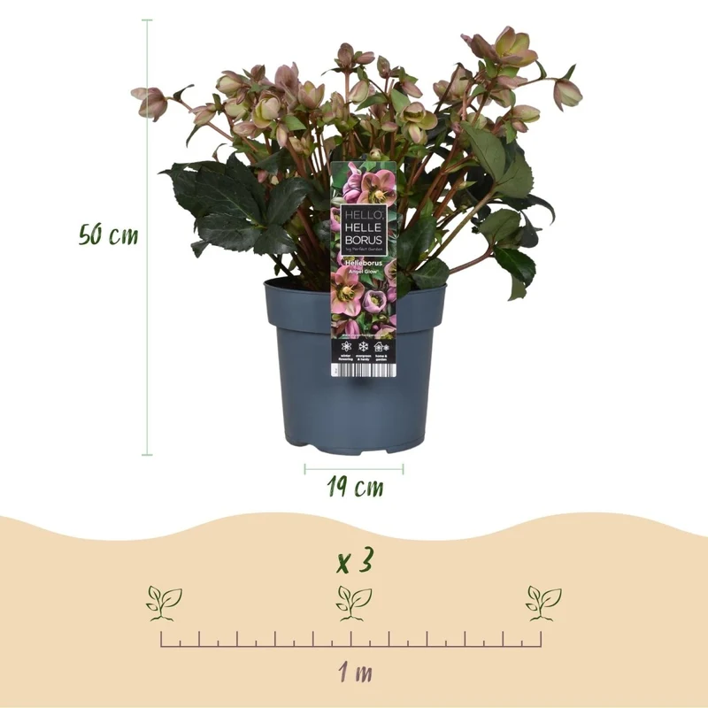 Christrosen-Hybride 'Angel Glow' kaufen – Helleborus × ericsmithii | zartrosa, Ø 19 cm, Höhe 50 cm