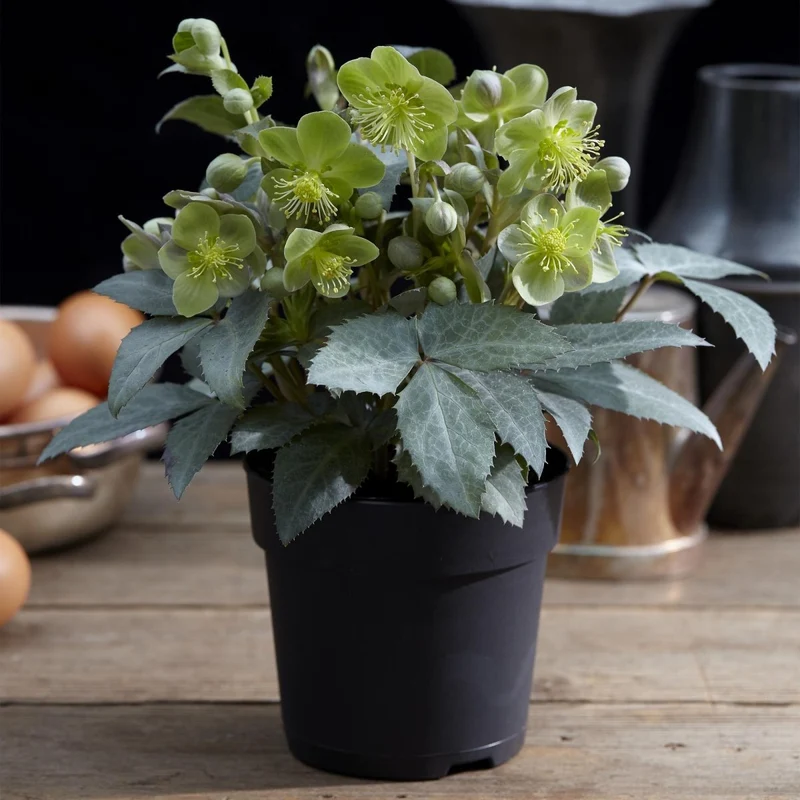 Nieswurz 'Silver Dollar' kaufen – Helleborus × sternii | cremegrün, silbriges Laub, Ø 14 cm, Höhe 35 cm