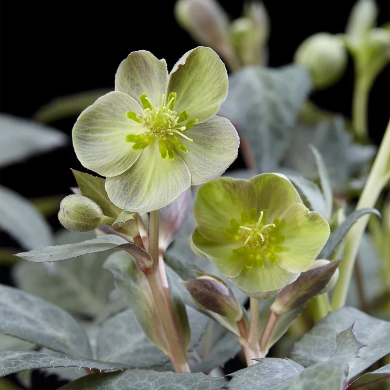Nieswurz 'Silver Dollar' kaufen – Helleborus × sternii | cremegrün, silbriges Laub, Ø 14 cm, Höhe 35 cm