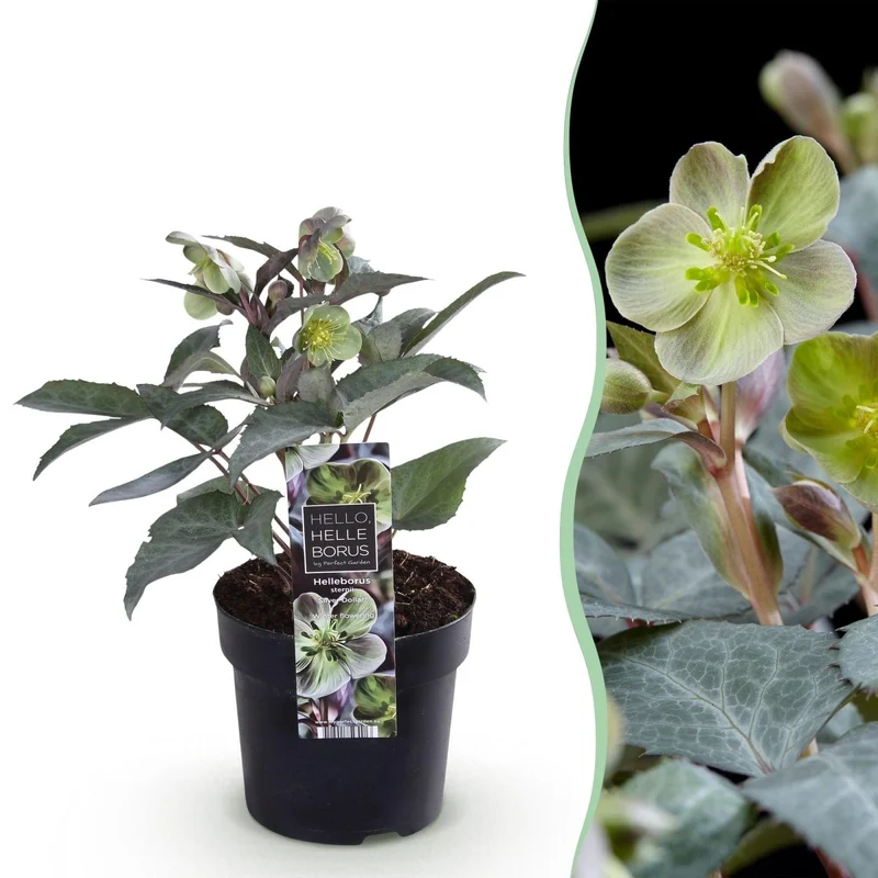 Nieswurz 'Silver Dollar' kaufen – Helleborus × sternii | cremegrün, silbriges Laub, Ø 14 cm, Höhe 35 cm