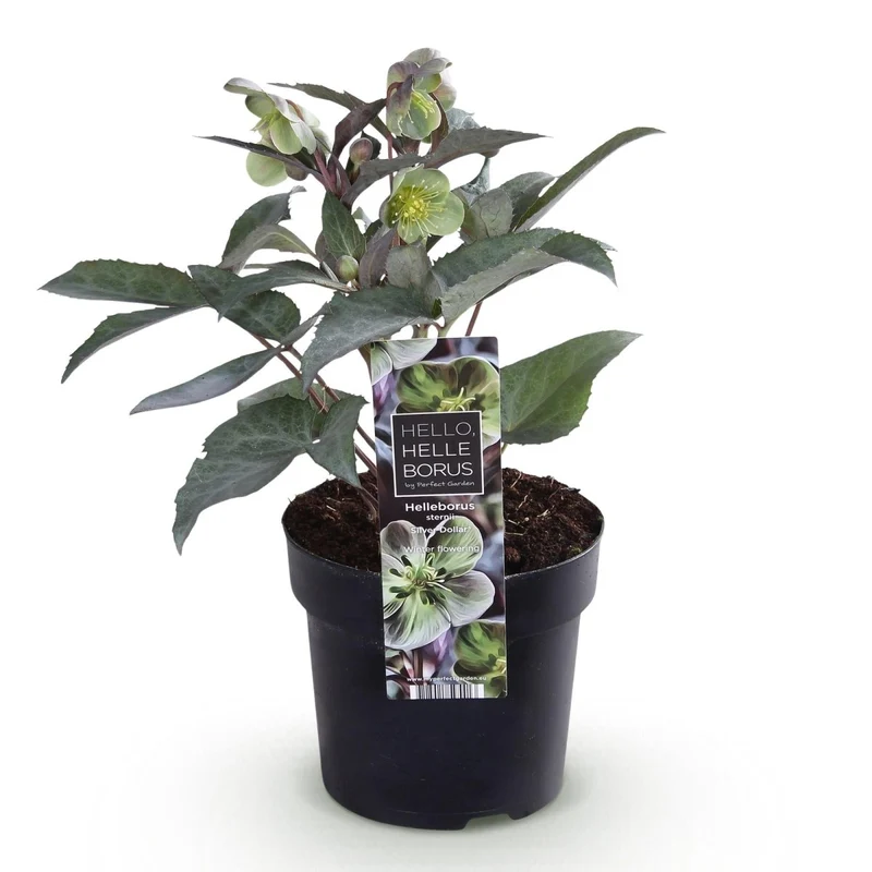 Nieswurz 'Silver Dollar' kaufen – Helleborus × sternii | cremegrün, silbriges Laub, Ø 14 cm, Höhe 35 cm