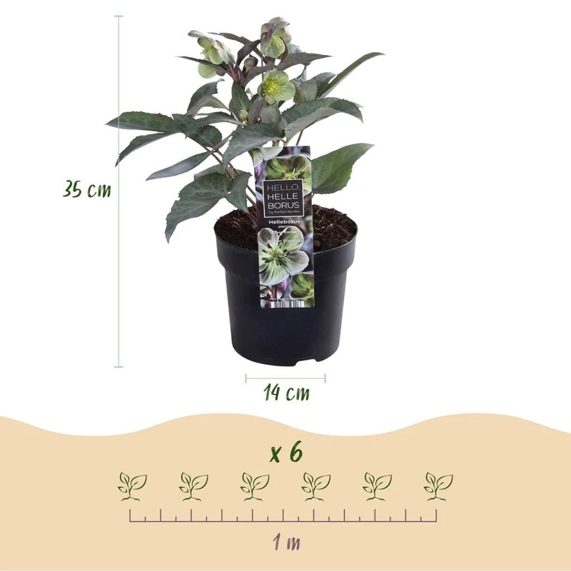 Nieswurz 'Silver Dollar' kaufen – Helleborus × sternii | cremegrün, silbriges Laub, Ø 14 cm, Höhe 35 cm