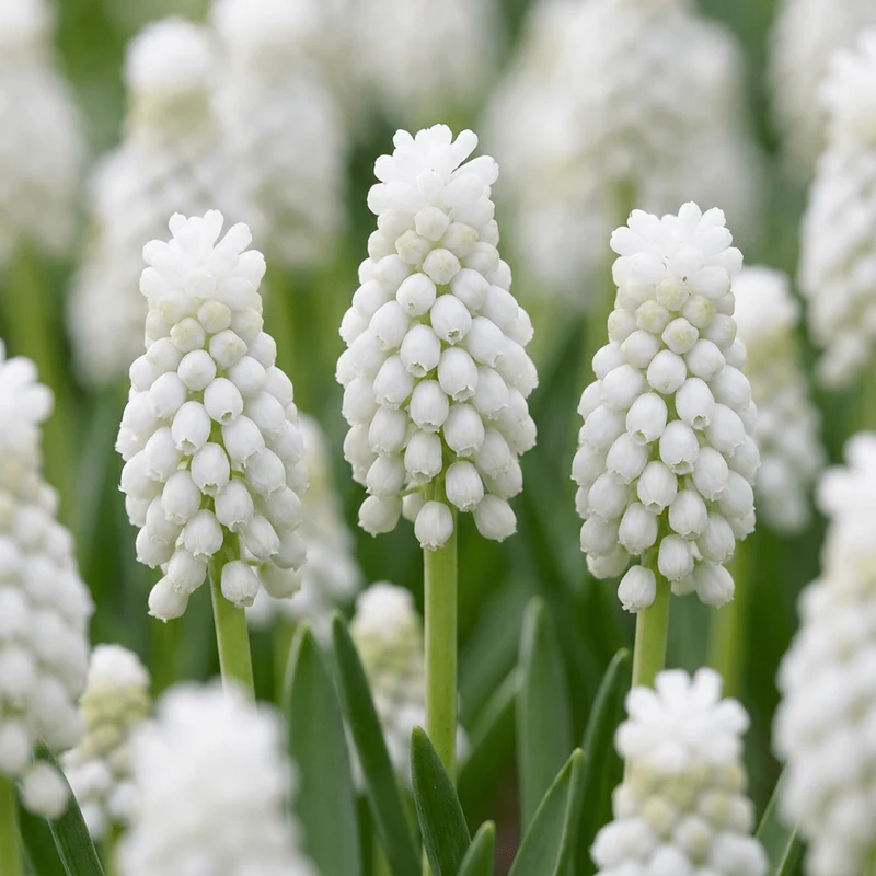 Weiße Traubenhyazinthe – Muscari White Magic online kaufen | 50 bis 400 Blumenzwiebeln, reinweiß & verwildernd – Wurzelwerk Design