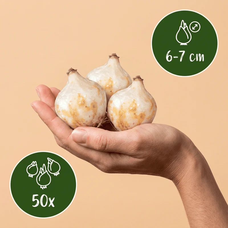 Weiße Traubenhyazinthe – Muscari White Magic online kaufen | 50 bis 400 Blumenzwiebeln, reinweiß & verwildernd – Wurzelwerk Design
