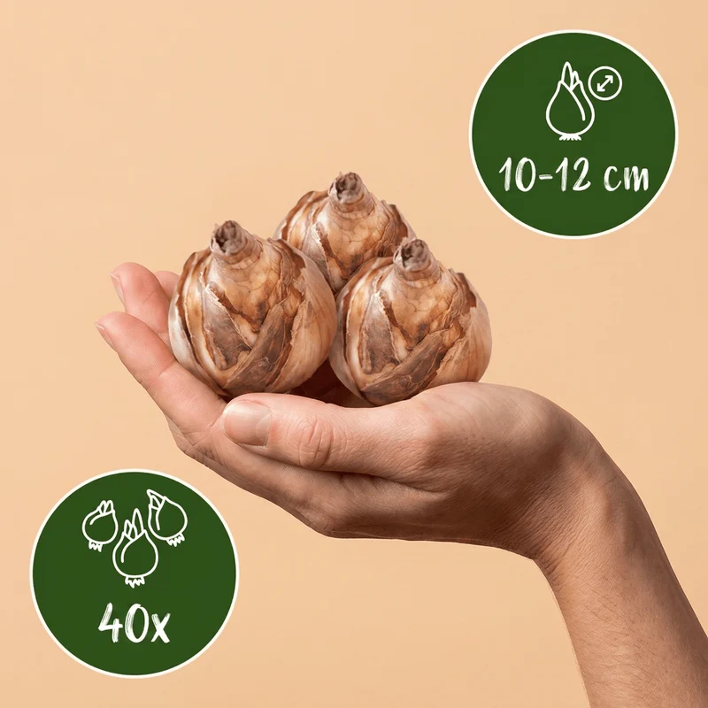 Narzissen-Mischung – Narcissus online kaufen | 40 bis 320 Blumenzwiebeln, bunt gemischt – Wurzelwerk Design