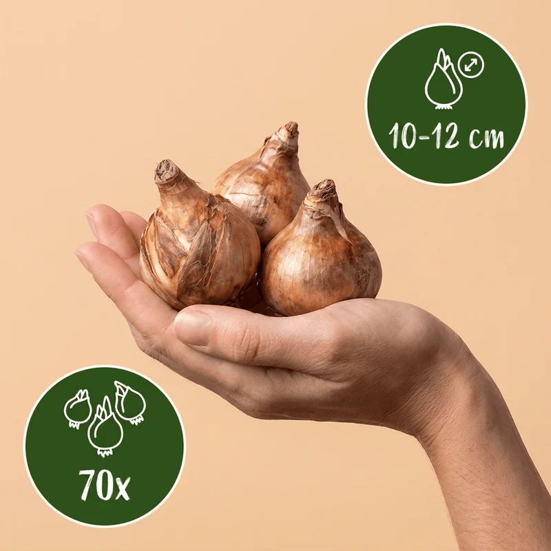 Gelbe Narzisse – Narcissus online kaufen | 70 bis 560 Blumenzwiebeln, klassisch goldgelb – Wurzelwerk Design