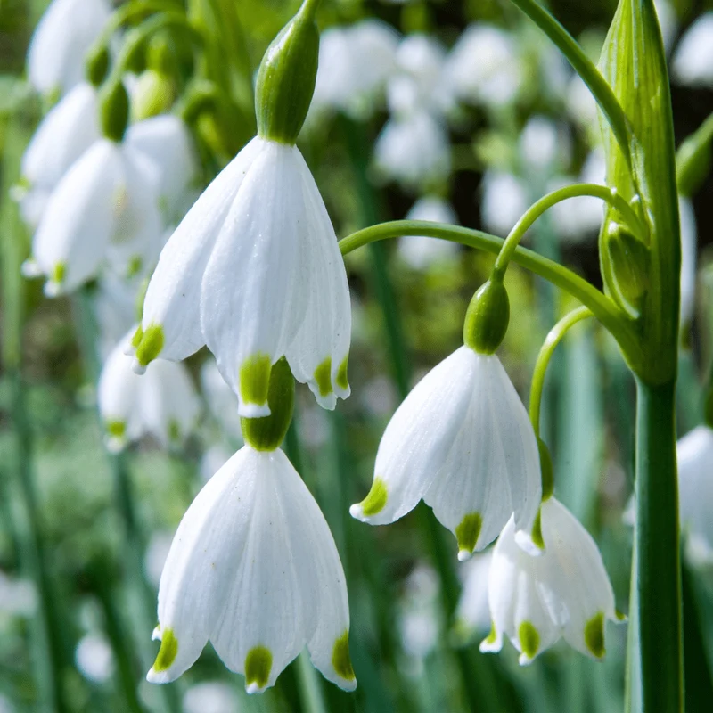 Sommer-Knotenblume – Leucojum aestivum online kaufen | 40 bis 320 Blumenzwiebeln, weiß & für feuchte Standorte – Wurzelwerk Design