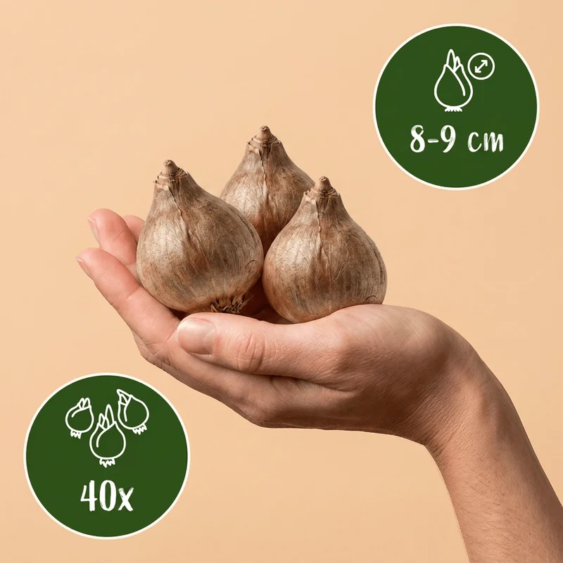 Sommer-Knotenblume – Leucojum aestivum online kaufen | 40 bis 320 Blumenzwiebeln, weiß & für feuchte Standorte – Wurzelwerk Design