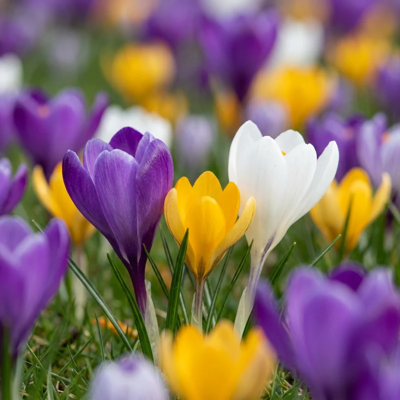 Krokus-Mischung – Crocus online kaufen | 70 bis 560 Blumenzwiebeln, bunt & verwildernd – Wurzelwerk Design