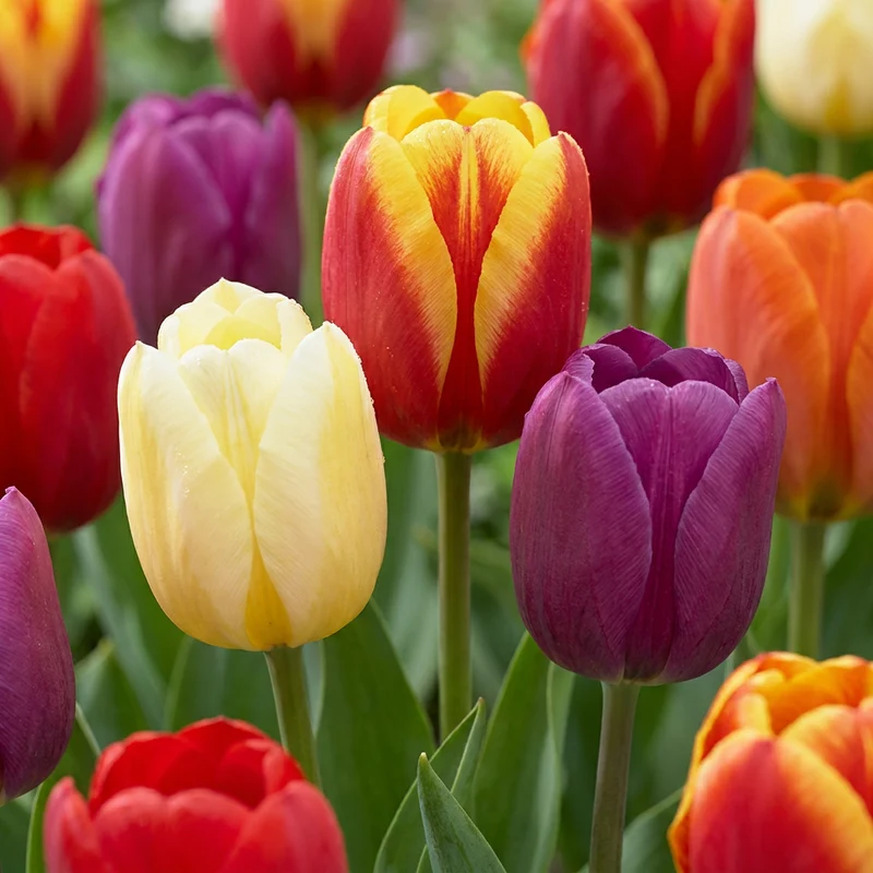 Triumph-Tulpen Mischung – Tulipa online kaufen | 30 bis 280 Blumenzwiebeln, bunt & standfest – Wurzelwerk Design