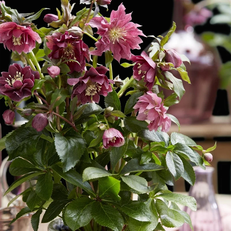 Lenzrose 'Double Ellen Red' kaufen – Helleborus orientalis | gefüllt, dunkelrot, Ø 14 cm, Höhe 35 cm