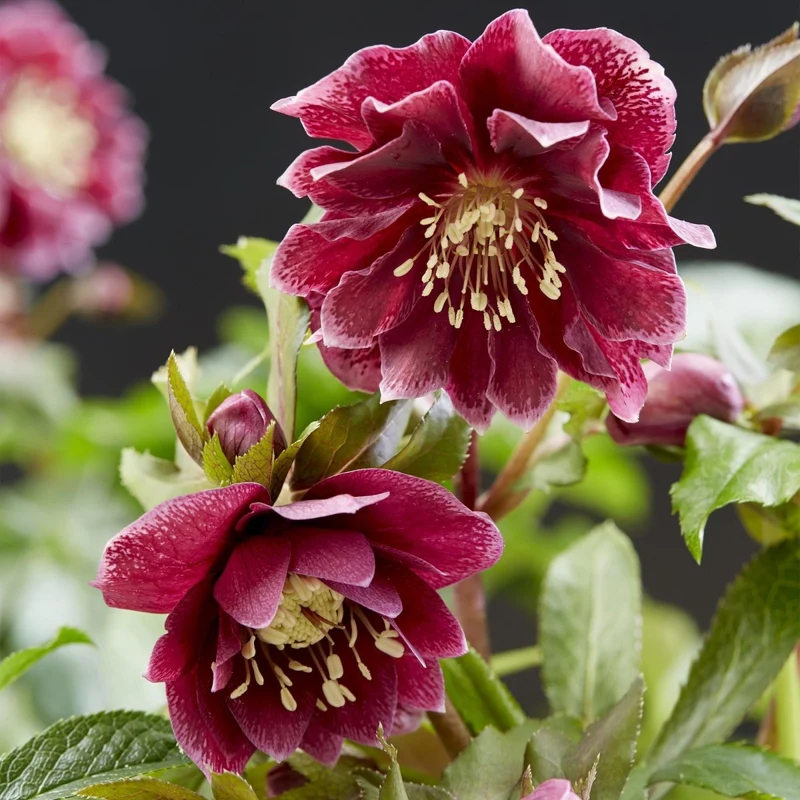 Lenzrose 'Double Ellen Red' kaufen – Helleborus orientalis | gefüllt, dunkelrot, Ø 14 cm, Höhe 35 cm