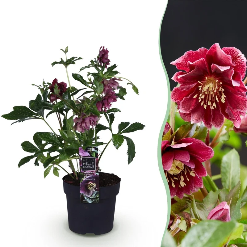 Lenzrose 'Double Ellen Red' kaufen – Helleborus orientalis | gefüllt, dunkelrot, Ø 14 cm, Höhe 35 cm