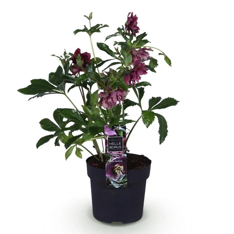 Lenzrose 'Double Ellen Red' kaufen – Helleborus orientalis | gefüllt, dunkelrot, Ø 14 cm, Höhe 35 cm