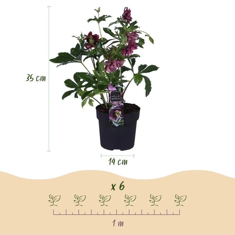Lenzrose 'Double Ellen Red' kaufen – Helleborus orientalis | gefüllt, dunkelrot, Ø 14 cm, Höhe 35 cm