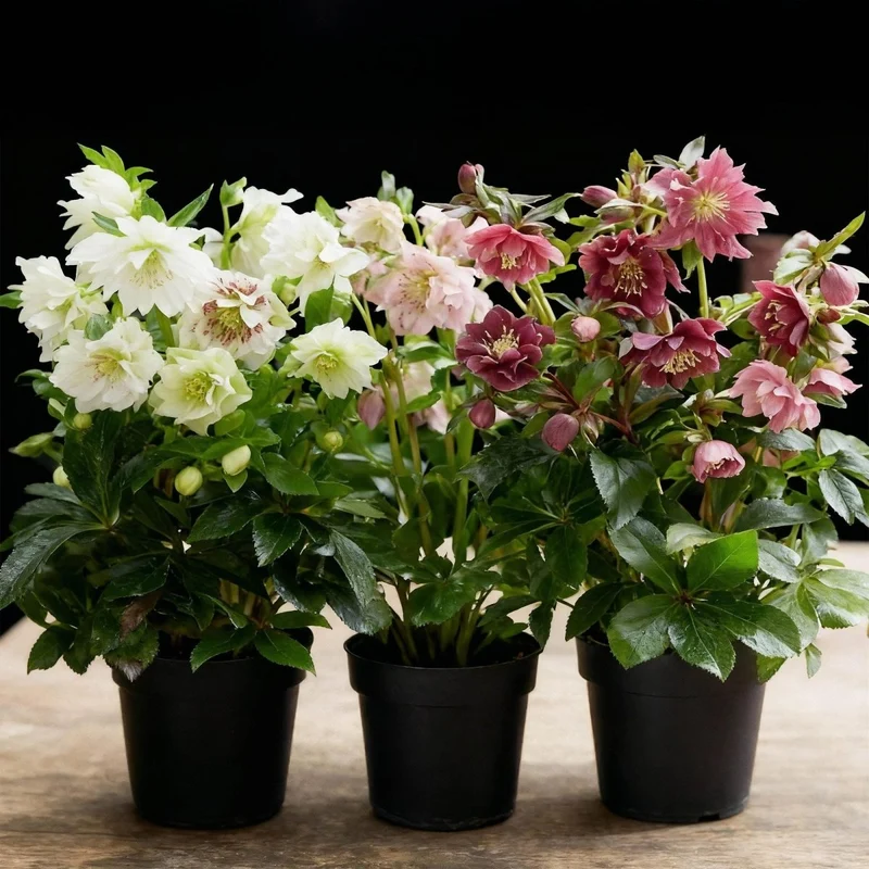 Lenzrose 'Double Ellen Tricolour' kaufen – 3 Pflanzen Helleborus orientalis | gefüllt, rosa-rot-weiß, Ø 14 cm, Höhe 35 cm