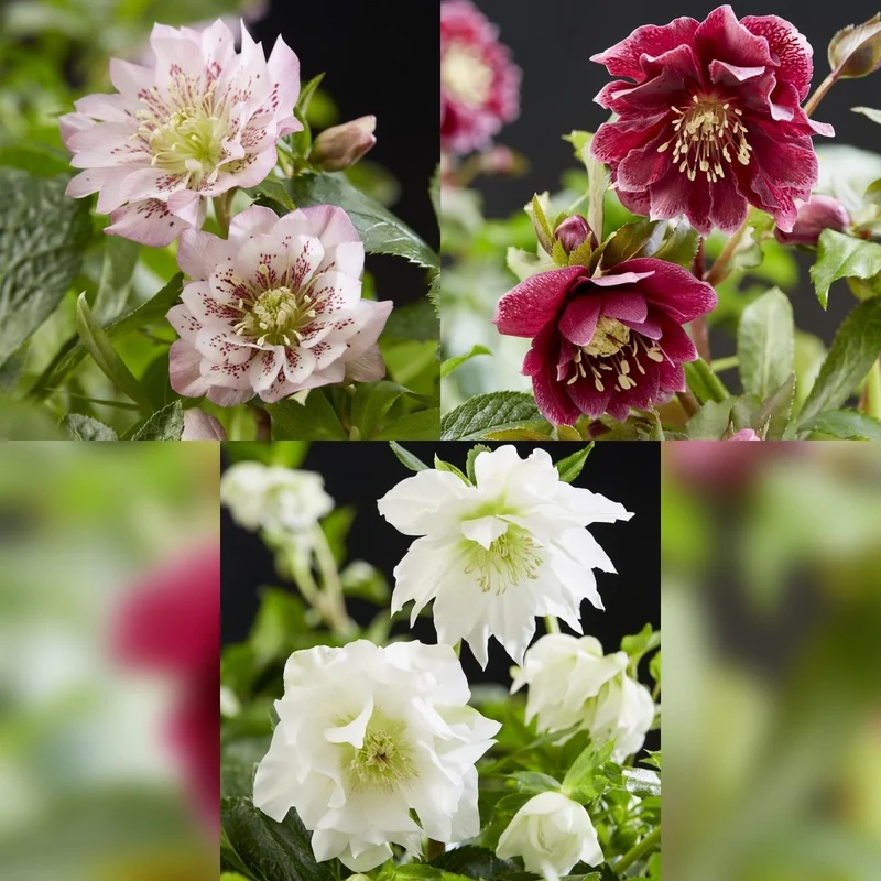 Lenzrose 'Double Ellen Tricolour' kaufen – 3 Pflanzen Helleborus orientalis | gefüllt, rosa-rot-weiß, Ø 14 cm, Höhe 35 cm