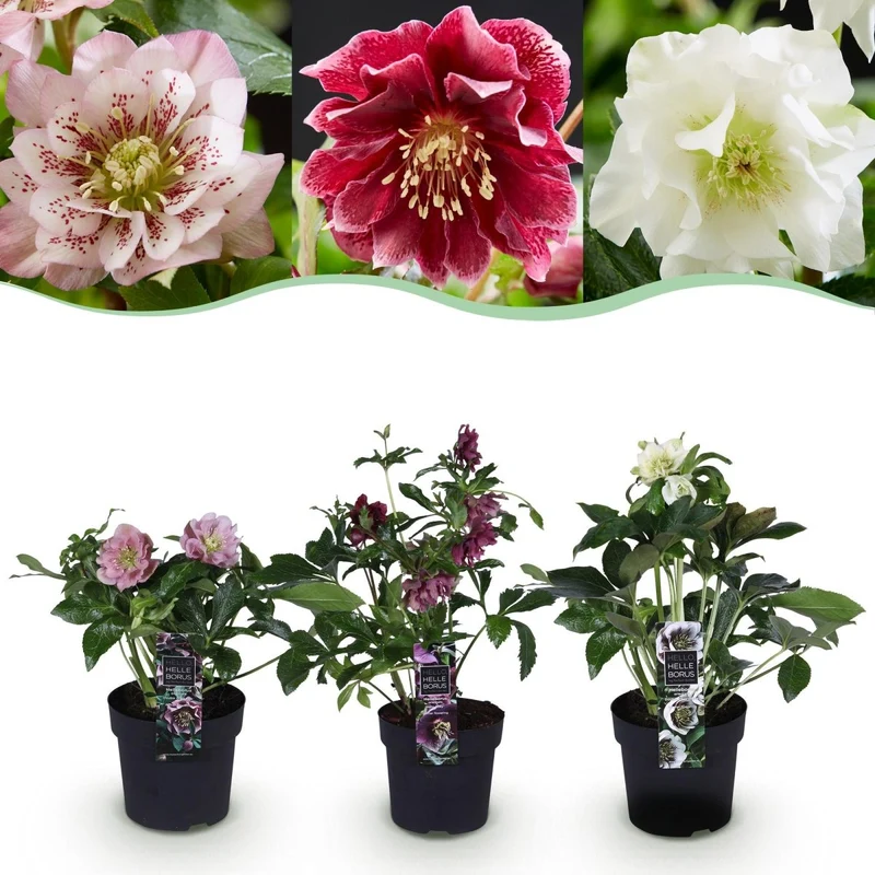 Lenzrose 'Double Ellen Tricolour' kaufen – 3 Pflanzen Helleborus orientalis | gefüllt, rosa-rot-weiß, Ø 14 cm, Höhe 35 cm