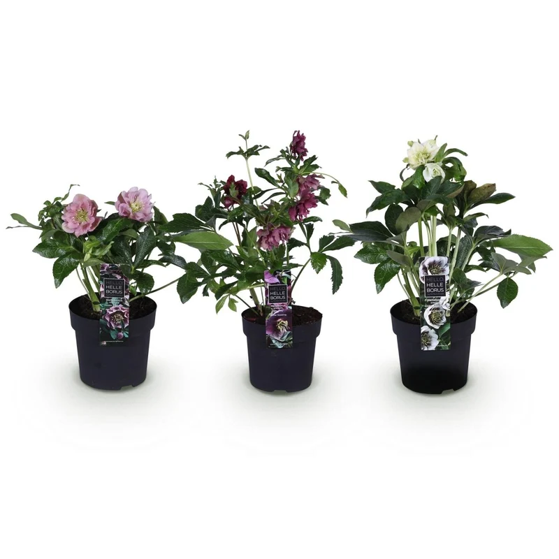 Lenzrose 'Double Ellen Tricolour' kaufen – 3 Pflanzen Helleborus orientalis | gefüllt, rosa-rot-weiß, Ø 14 cm, Höhe 35 cm