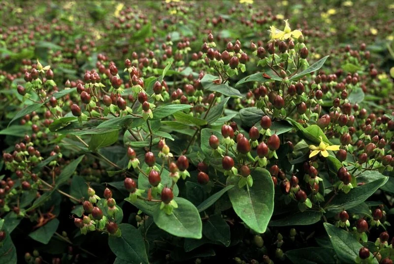 6x Hypericum inodorum 'Rheingold' - ↕10-25cm - Ø9cm