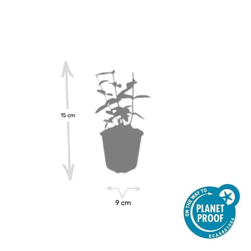 6x Hypericum inodorum 'Annebel' - ↕10-25cm - Ø9cm
