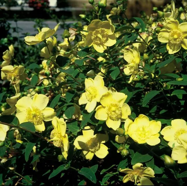 6x Hypericum 'Hidcote' - ↕10-25cm - Ø9cm