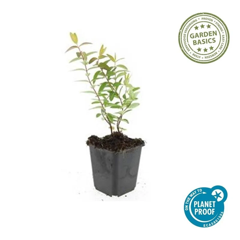 6x Hypericum 'Hidcote' - ↕10-25cm - Ø9cm