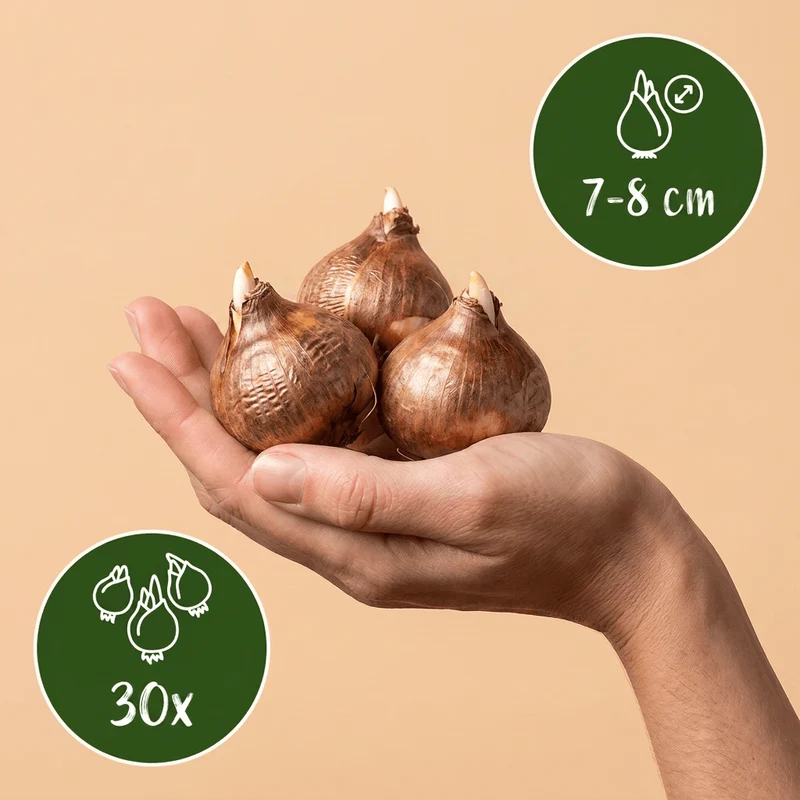 Krokus Blau-Weiß – Crocus online kaufen | 30 bis 240 Blumenzwiebeln, zweifarbige Mischung – Wurzelwerk Design