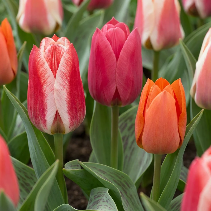 Greigii-Tulpen Mischung – Tulipa greigii online kaufen | 15 bis 320 Blumenzwiebeln, niedrig & gestreiftes Laub – Wurzelwerk Design