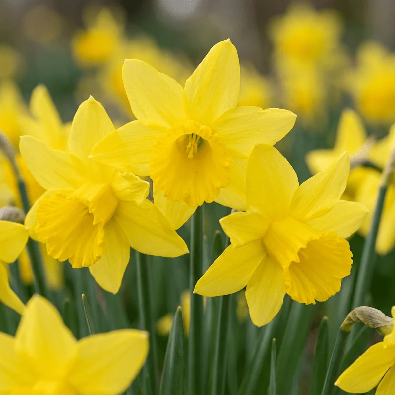 Narzisse February Gold – Narcissus cyclamineus online kaufen | 15 bis 120 Blumenzwiebeln, sehr früh & verwildernd – Wurzelwerk Design