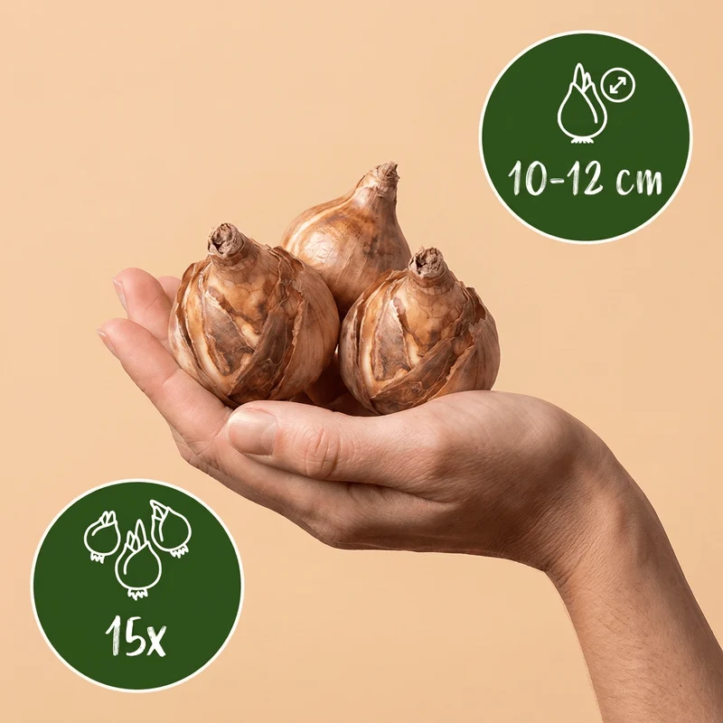 Narzisse February Gold – Narcissus cyclamineus online kaufen | 15 bis 120 Blumenzwiebeln, sehr früh & verwildernd – Wurzelwerk Design