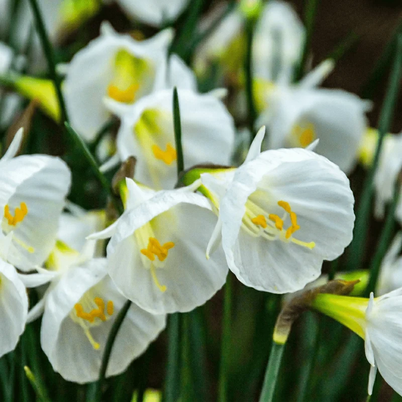 Reifrock-Narzisse Weiß – Narcissus bulbocodium online kaufen | 20 bis 160 Blumenzwiebeln, zierlich & ungewöhnlich – Wurzelwerk Design