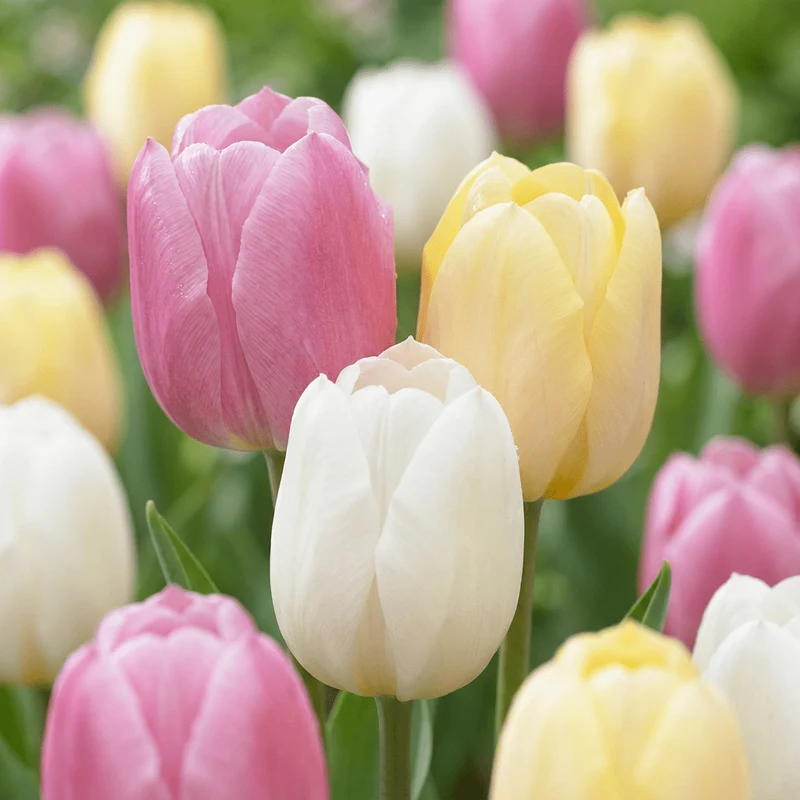 Tulpen-Mischung Sorbet – Tulipa online kaufen | 12 bis 96 Blumenzwiebeln in frischen Sorbet-Farben – Wurzelwerk Design
