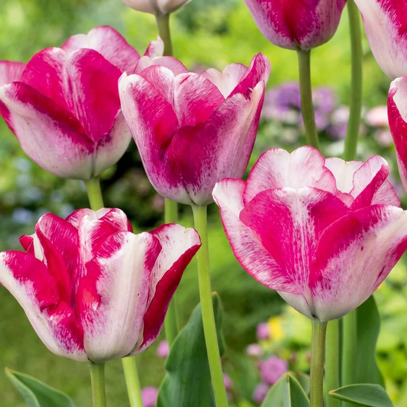 Tulpe Mata Hari – Tulipa online kaufen | 12 bis 96 Blumenzwiebeln, Rosa-Weiß & auffällig – Wurzelwerk Design