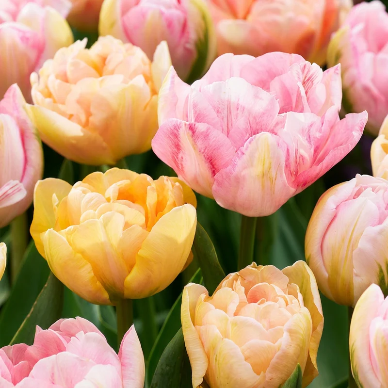 Tulpen-Mischung Peaches & Kisses – Tulipa online kaufen | 12 bis 96 Blumenzwiebeln in Pfirsich- und Rosatönen – Wurzelwerk Design