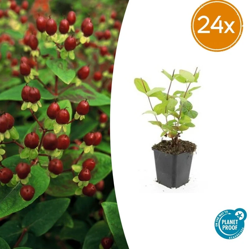 Johanneskraut 'Beauty' | 24 Pflanzen – gelbe Blüten – winterhart & pflegeleicht