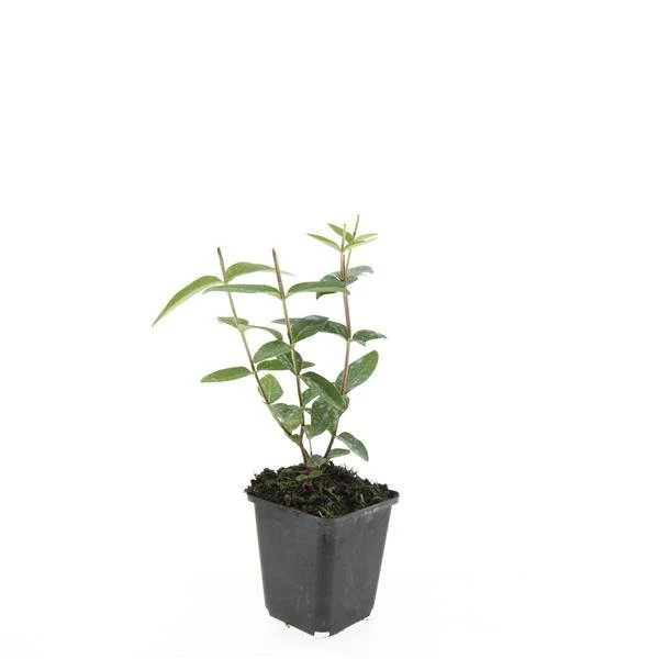 Johanniskraut 'Rheingold' | 24 Pflanzen – Ø9 cm Topf – Winterhart & Immergrün – Bodendecker