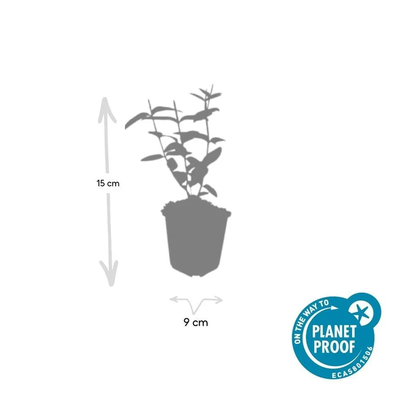 Johanniskraut 'Rheingold' | 24 Pflanzen – Ø9 cm Topf – Winterhart & Immergrün – Bodendecker
