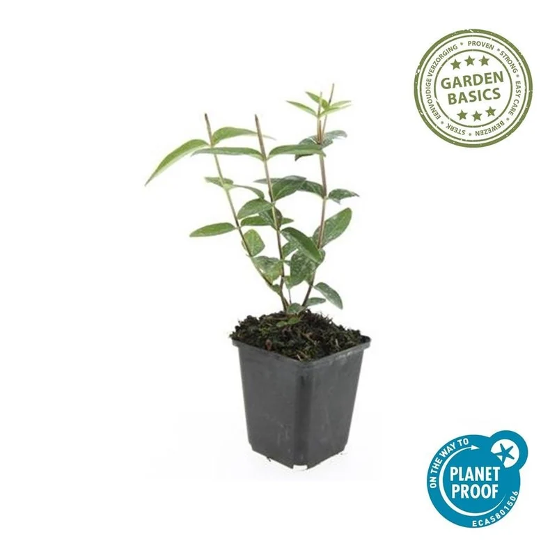 Johanniskraut 'Rheingold' | 24 Pflanzen – Ø9 cm Topf – Winterhart & Immergrün – Bodendecker