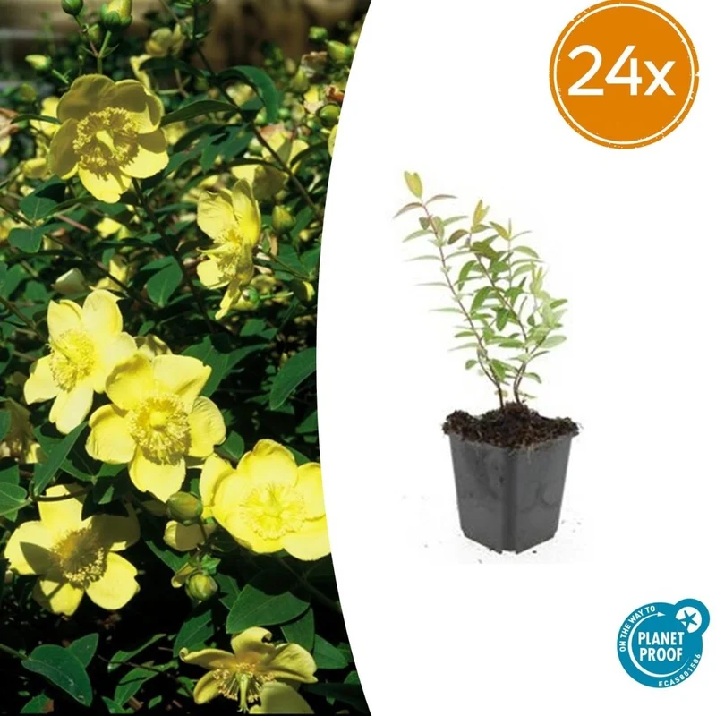 Johanniskraut 'Hidcote' | 24 Pflanzen – Ø9 cm Topf – Winterhart & Bodendecker