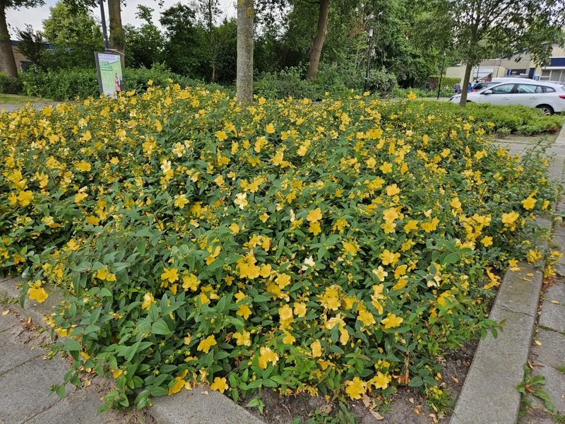 Johanniskraut 'Hidcote' | 24 Pflanzen – Ø9 cm Topf – Winterhart & Bodendecker