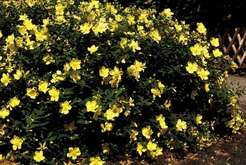 Johanniskraut 'Hidcote' | 24 Pflanzen – Ø9 cm Topf – Winterhart & Bodendecker