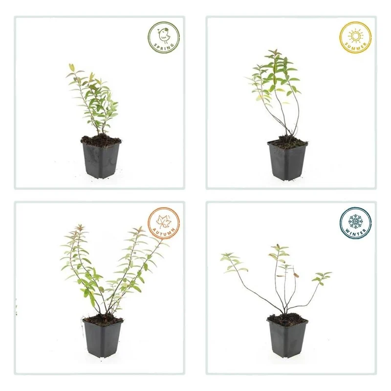 Johanniskraut 'Hidcote' | 24 Pflanzen – Ø9 cm Topf – Winterhart & Bodendecker